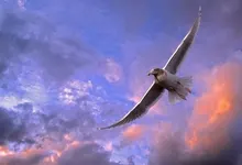 seagulls skyscapes 1600x900 wallpaper Art HD Wallpaper